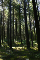 Sous bois des forêts de la Sarthe
