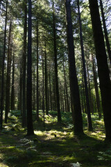 Sous bois des forêts de la Sarthe
