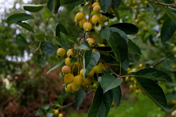 Fruits sur un arbre