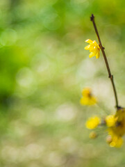 ロウバイ　蝋梅　Wintersweet&nbsp;