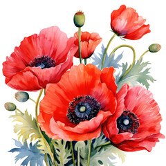Bouquet of red poppies isolated on a transparent background, png