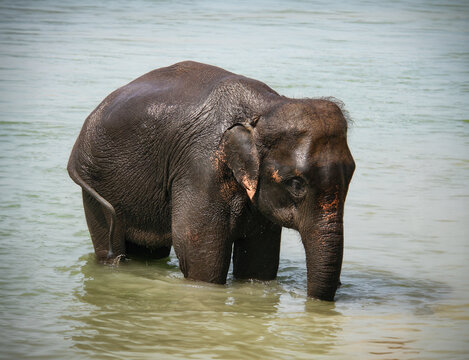 Ein junger Elefant badet in einem Flu&szlig; in Nepal, zutraulich, friedlich steht das Tier ganz aufmerksam im Wasser und wedelt mit dem Schwanz, Sein R&uuml;ssel ist ins Wasser getaucht, struppige Haare am Kopf