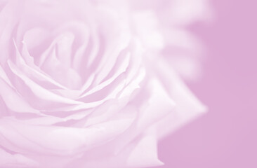 Blur soft rose flower in pink background
