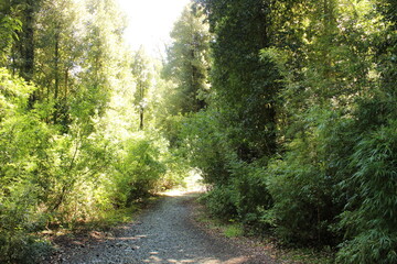 Bosque