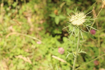 Daucus Carota