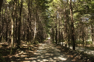 Fototapeta premium forest