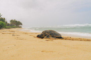 turtle on the beach on a stormy day on oahu in hawaii