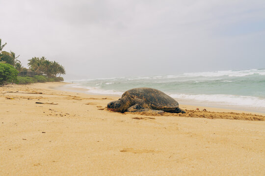 turtle on the beach on a stormy day on oahu in hawaii