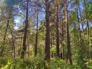 Obraz premium beautiful forest landscape. dense mixed forest in summer