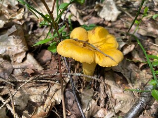 orange chanterelle mushroom in the forest close-up