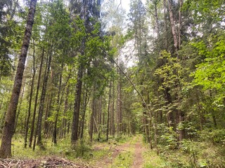 beautiful forest landscape. dense mixed forest in summer