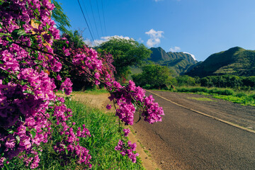 flowers in the jungle on mauna kalaa on a beautiful day on oahu in hawaii