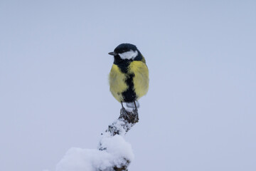 Great tit (Parus major) on a branch