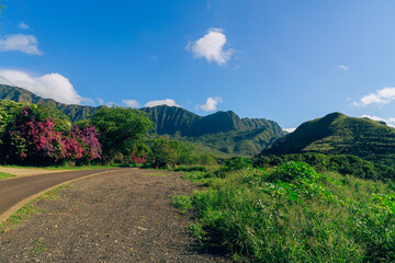 flowers in the jungle on mauna kalaa on a beautiful day on oahu in hawaii