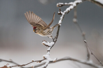 Common redpoll (Acanthis flammea)