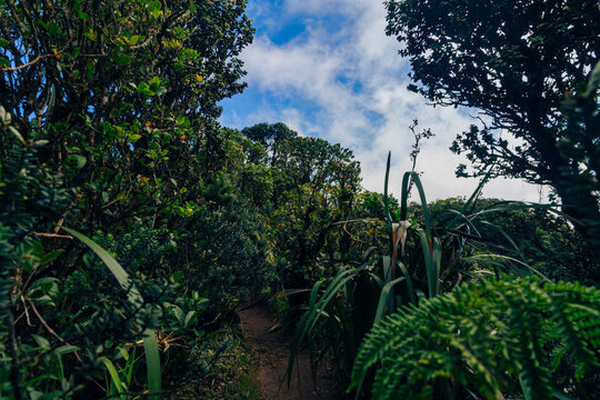 jungle on mauna kalaa on a beautiful day on oahu in hawaii