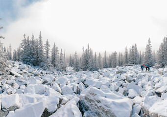 Coniferous snow forest with big stones in winter. Beautiful mountain landscape.