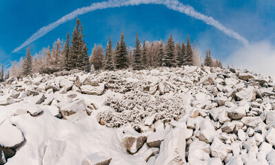 Winter pin tree forest with big stones covered snow in winter. Beautiful mountain landscape.