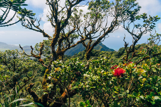 flowers in the jungle on mauna kalaa on a beautiful day on oahu in hawaii