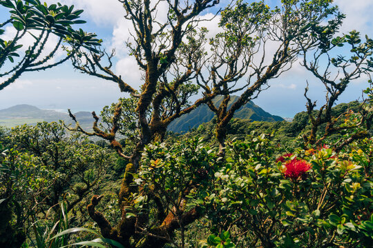 view from mount kalaa on a beautiful day on oahu in hawaii