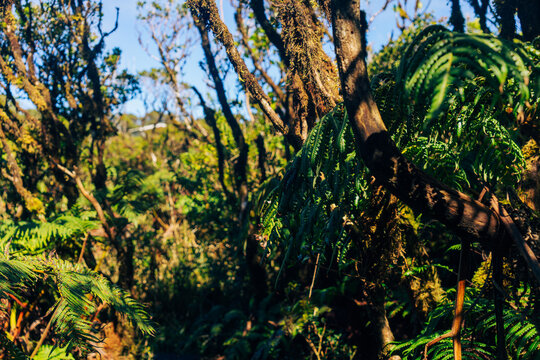 jungle on mauna kalaa on a beautiful day on oahu in hawaii