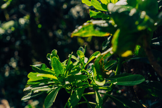 leaves in the garden