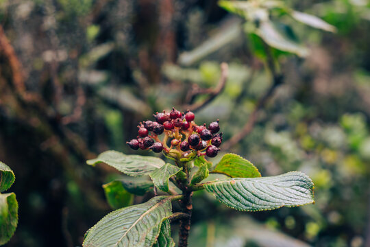 beautiful flower in the jungle