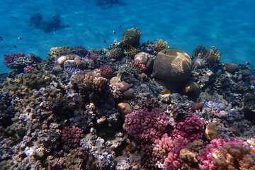 Naklejka na ściany i meble coral reef in the Red Sea