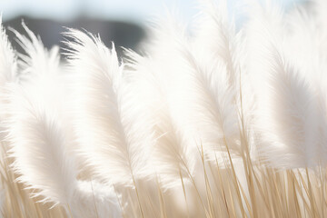 Snow-white pampas grass. Abstract light natural background. An idea for interior decoration