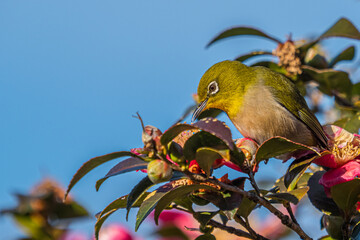 Fototapete bei efototapeten.de bestellen   