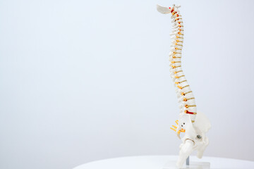 Picture of the human spine and spine or spine model. Isolated on white background.