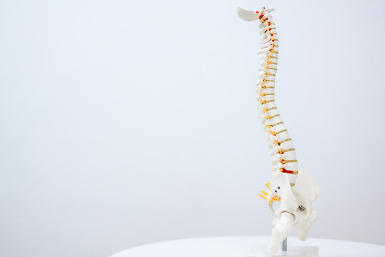 Picture of the human spine and spine or spine model. Isolated on white background.