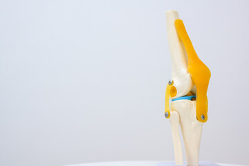 Picture of human knee bone and cruciate ligament or knee bone model. Isolated on white background.