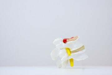 Close-up of human spine and spine or spine model. Isolated on white background.