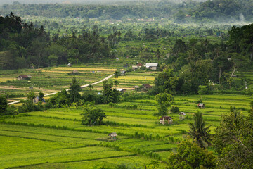 Fototapeta na wymiar Picturesque paddy rice terrace fields in typical Balinese landscape of Karangasem district in Bali, indonesia