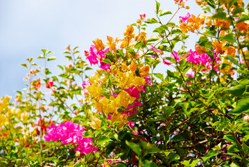 Beautiful blended of yellow, orange, pink Bougainvillea flowers blooming under blue sky in Nha...