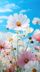 Cosmos pink flowers