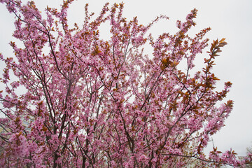 Shrub with pink inflorescences wet in the rain in a city park. Image for your creative design and illustrations.