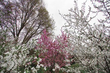 Shrub with pink and white inflorescences wet in the rain in a city park. Image for your creative design and illustrations.