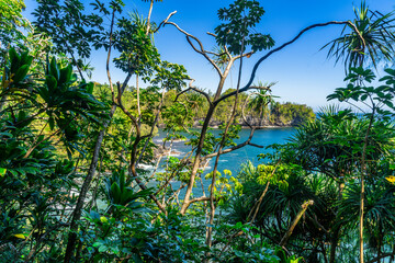 Fototapeta na wymiar lonely beach in jungle on the pacific coast on big island in hawaii