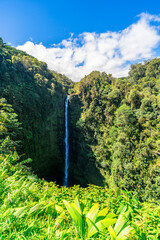 akaka falls in jungle on the pacific coast on big island in hawaii