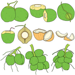 Set of coconuts fruits vector illustration. Coconuts clipart