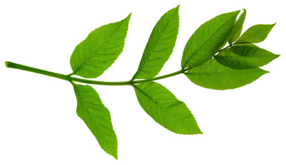 green leaves. Isolated leaves on transparent, png. Leaves for decoration.Herb summer. for interior, gardening, holiday.