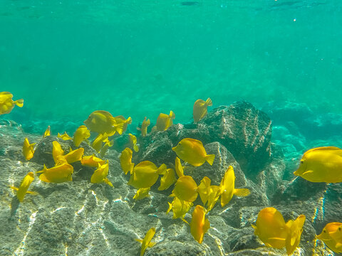 coral reef with yellow fish and coral on big island in hawaii