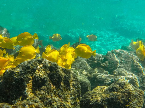 coral reef with yellow fish and coral on big island in hawaii
