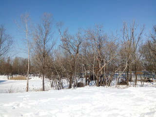 snow covered trees. winter landscape with trees