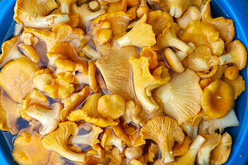  Yellow chanterelles mushrooms in the bucket © fox17
