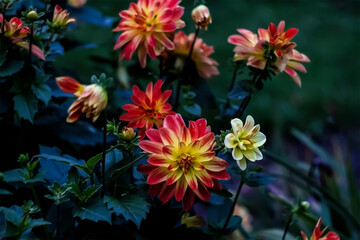 - 1. autumn flowers bicolor dahlias in the garden