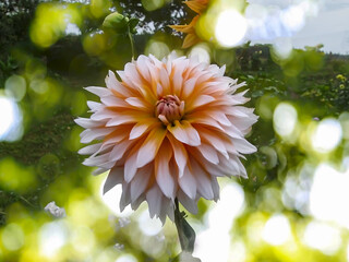 -  autumn flowers - one bicolor dahlia - orange and red