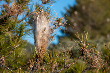 Nests of processionary caterpillars on pine trees in winter that, due to the high temperatures, the...